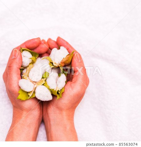 Cotton harvest [Cotton image] 85563074
