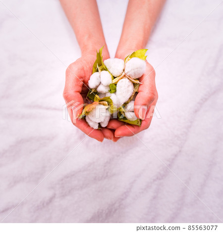 Cotton harvest [Cotton image] 85563077