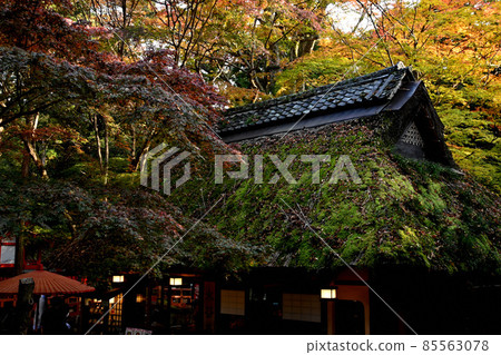 [Autumn leaves] Autumn leaves of Mizuya Chaya 85563078