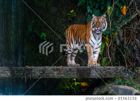 Portrait of Bengal Tiger is standing on the stone bridge with a background of the waterfall in a zoo of Thailand. Full body Bengal Tiger standing. 85563158