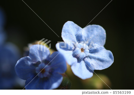 Blue little flower Cynoglossum aminagus Blue little flower Cynoglossum aminagus 85563199