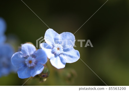 Blue little flower Cynoglossum aminagus Blue little flower Cynoglossum aminagus 85563200
