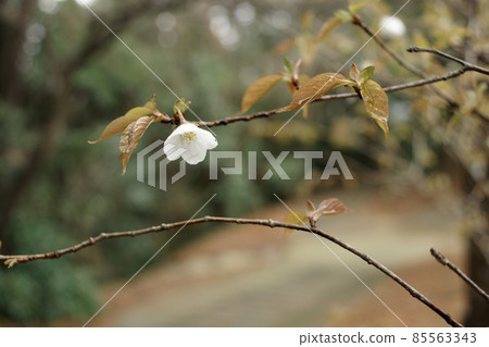 Tottori four seasons walk spring Qingdao 85563343