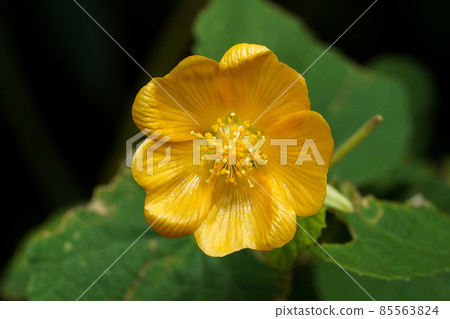 Close up Country mallow, Indian mallow flower with leaf on dark background. 85563824