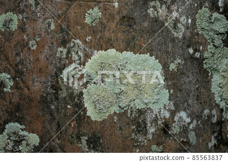 Close up Lichen on bark. Close up Lichen on bark. 85563837