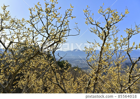 Mt. Buko and the streets of Chichibu in the flowering treasure mountain Roumeen Mt. Buko and the streets of Chichibu in the flowering treasure mountain Roumeen 85564018