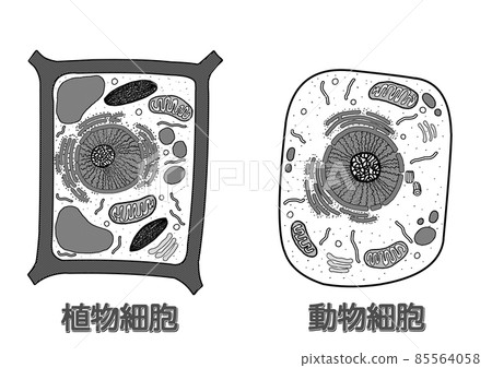 植物細胞和動物細胞 Mono 有名字 插圖素材 圖庫