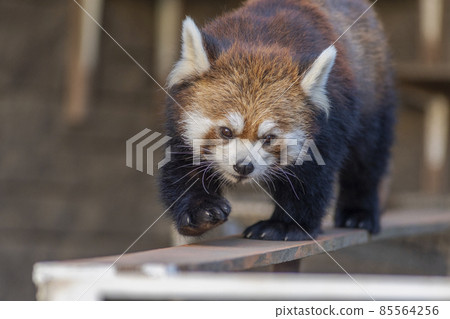 Lesser panda Lesser panda 85564256