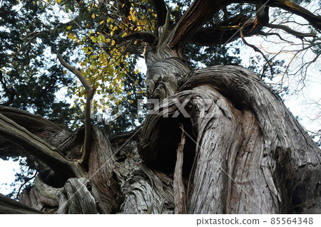 Juniperus chinensis tree 85564348