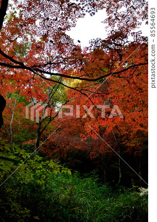 [Autumn leaves] Autumn leaves in Settsukyo Park 85564693