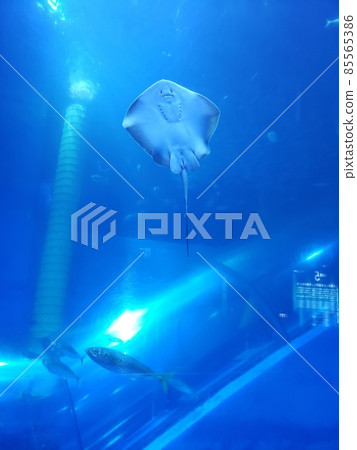水族館照片 水族館照片 85565386
