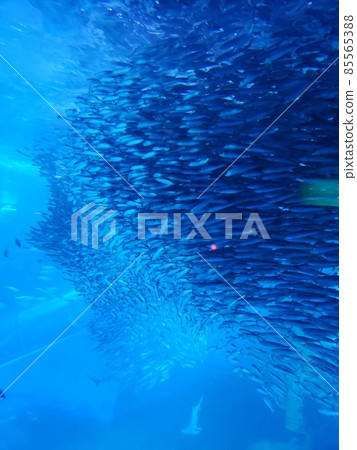 水族館照片 85565388