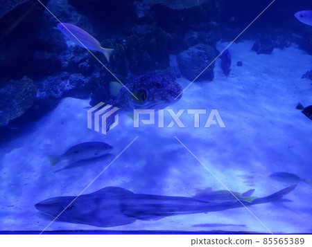 水族館照片 85565389