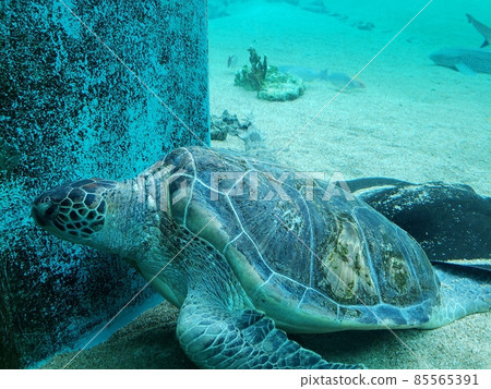 Aquarium Stock Photos Aquarium Stock Photos 85565391