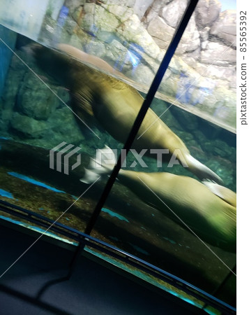 水族館照片 水族館照片 85565392