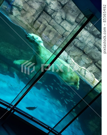 Aquarium Stock Photos Aquarium Stock Photos 85565492