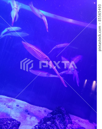 Aquarium Stock Photos Aquarium Stock Photos 85565493