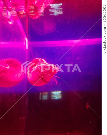 Aquarium Stock Photos Aquarium Stock Photos 85565503