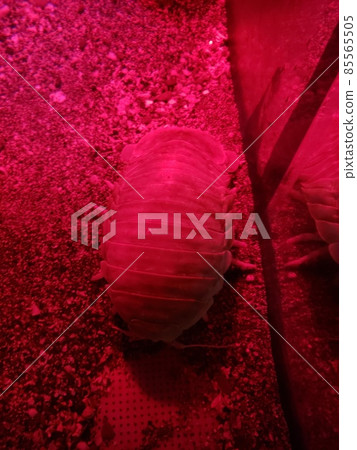 Aquarium Stock Photos Aquarium Stock Photos 85565505