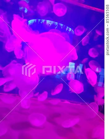 Aquarium Stock Photos Aquarium Stock Photos 85565508