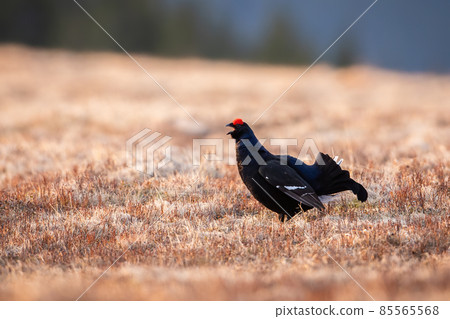 Male black grouse lekking and displaying on meadow in spring mating season Male black grouse lekking and displaying on meadow in spring mating season 85565568