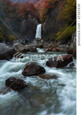 秋天的幼苗名稱瀑布 85565836