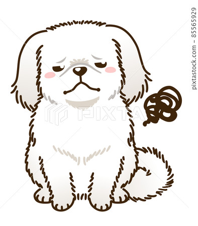 不滿京巴（白） 85565929