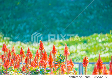 Winter Tsumekizaki Winter Tsumekizaki 85565970