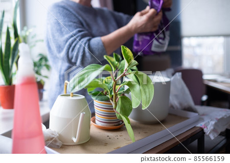 Caucasian woman planting flower in ceramic pot 85566159