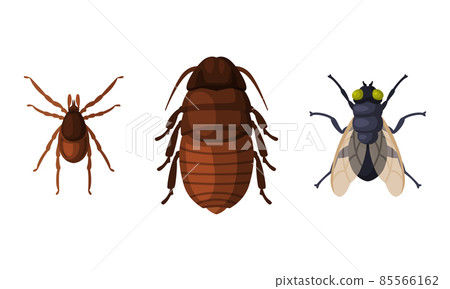 Pest Control and Parasite Extermination and Disinsection Service Vector Set Pest Control and Parasite Extermination and Disinsection Service Vector Set 85566162