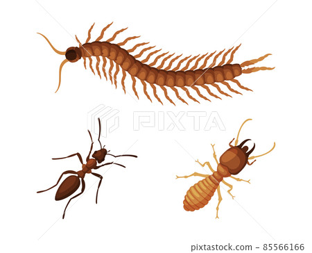 Pest Control and Parasite Extermination and Disinsection Service Vector Set 85566166