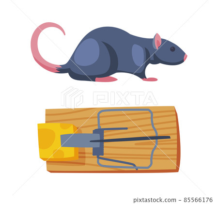 Pest Control with Trap and Cheese for Rat Rodent Vector Set Pest Control with Trap and Cheese for Rat Rodent Vector Set 85566176
