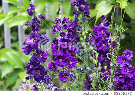 Dark purple flower delphinium'Pagan Purples' 85566177