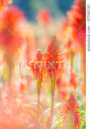 Winter Tsumekizaki 85566191