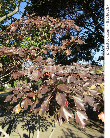 常綠丹參秋葉 常綠丹參秋葉 85566267