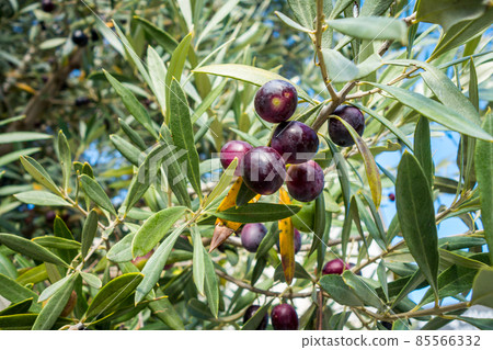 Olive three close-up view 85566332