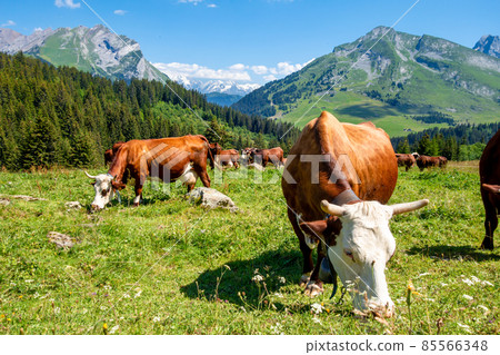 Cows in a mountain field. La Clusaz, France 85566348
