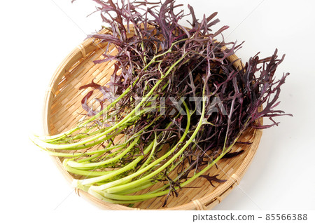Red mustard greens Red mustard greens 85566388