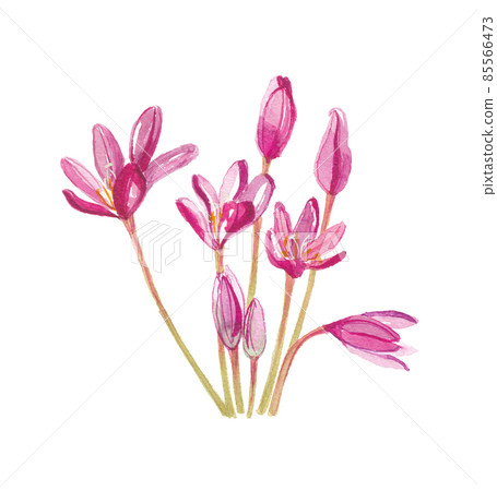 Canine saffron 85566473