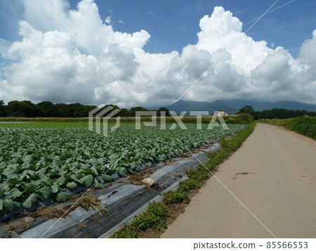 夏季的野邊山高原（長野縣南牧村） 85566553
