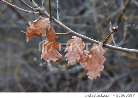 Dry oak leaves on branch Dry oak leaves on branch 85566597
