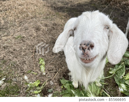 Full white goat Full white goat 85566695