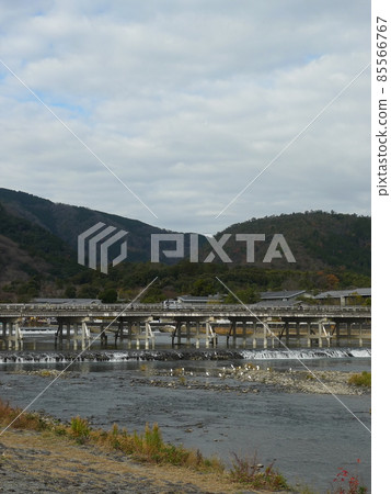Togetsu Bridge, Arashiyama, and Ogurayama can be seen, and the small white egret on the water surface is the vertical position. 85566767