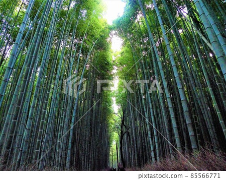 The small diameter of the bamboo grove in Kyoto, Sagano, and Arashiyama, the spectacular view of the tall bamboo grove on the left and right, and the refreshing green of the young bamboo. The small diameter of the bamboo grove in Kyoto, Sagano, and Arashiyama, the spectacular view of the tall bamboo grove on the left and right, and the refreshing green of the young bamboo. 85566771
