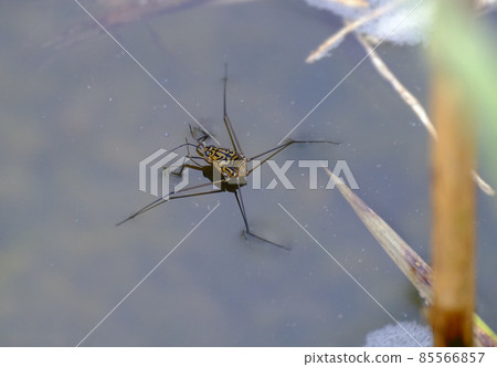 Shima Amenbo 在水面上滑動 85566857