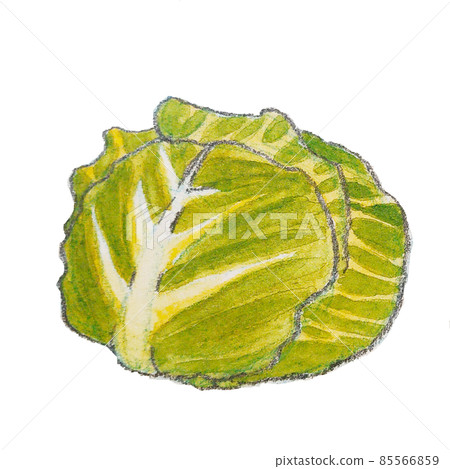 整個捲心菜 整個捲心菜 85566859
