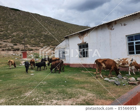 Kyrgyz countryside landscape 85566955
