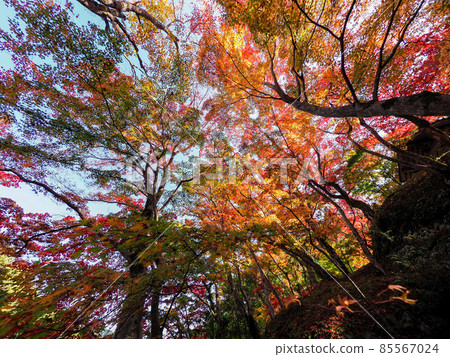 Red autumn leaves of a small temple in Kawachinagano Jizo-ji Red autumn leaves of a small temple in Kawachinagano Jizo-ji 85567024