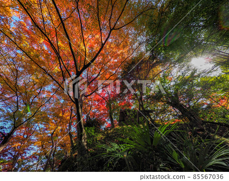 Red autumn leaves of a small temple in Kawachinagano Jizo-ji 85567036