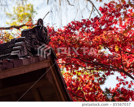 Red autumn leaves of a small temple in Kawachinagano Jizo-ji 85567037